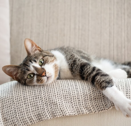 ペットとの暮らし