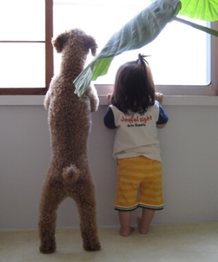 ペットとの暮らし