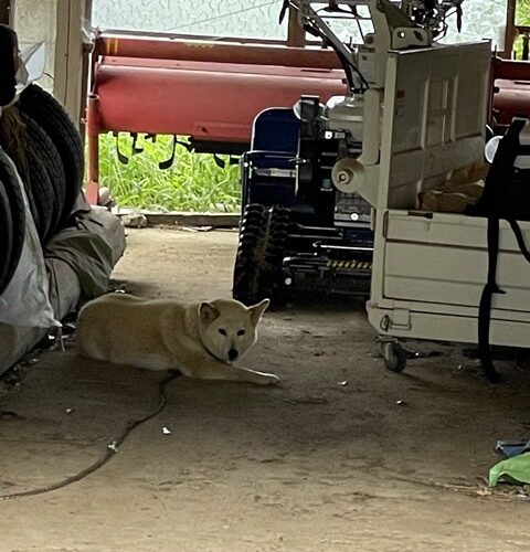 シロちゃんです！