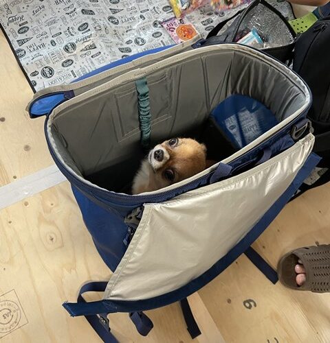 カントクゥ～気が利くねぇ～♪