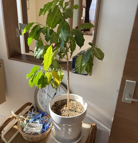 10年経ったら交換ですよー！