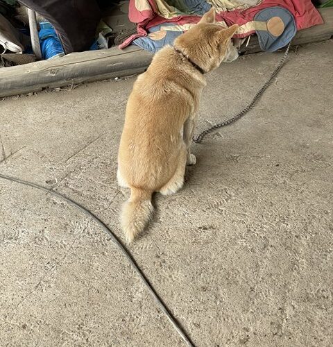 N様上棟おめでとうございます！そしてワタクシは、、、