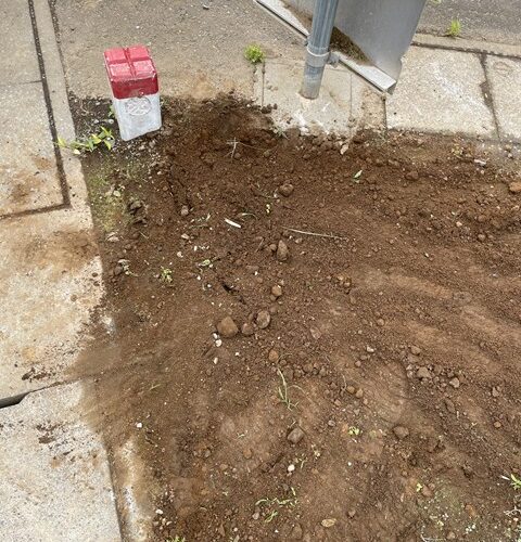 ボランティアですわ(・_・)