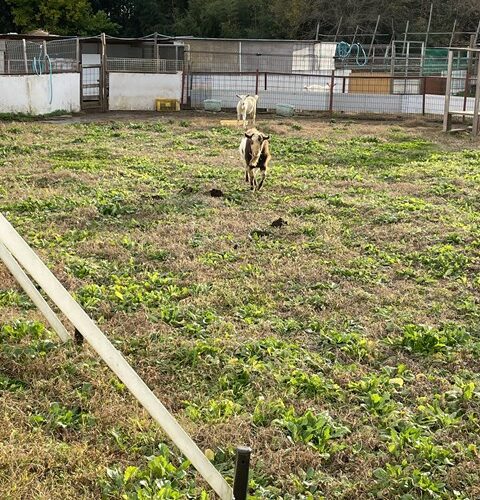 きょ、キョワイΣ(ﾟДﾟ；≡；ﾟдﾟ)