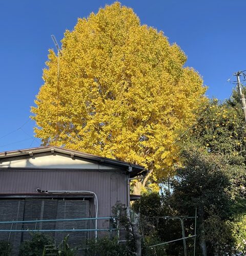 チュッパチャプス🍭