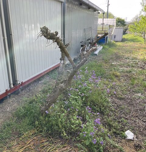 敷地が広すぎちゃん(;´▽｀A“