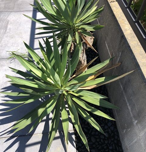 やってしまった(;´Д`A “`