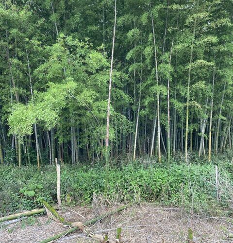 本日の定休日は、、、