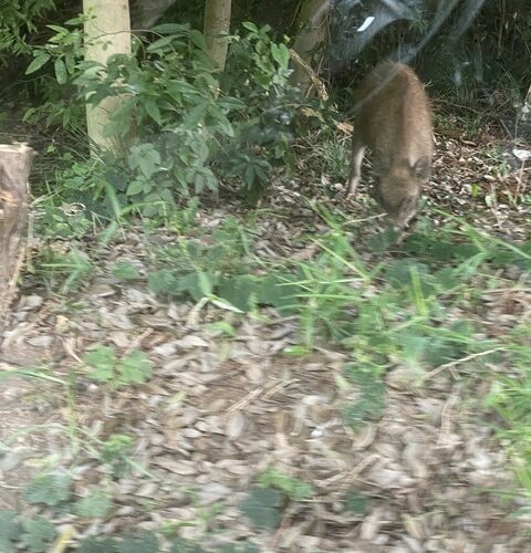 まさかの遭遇ヽ(; ﾟдﾟ)ﾉ ﾋﾞｸｯ!!
