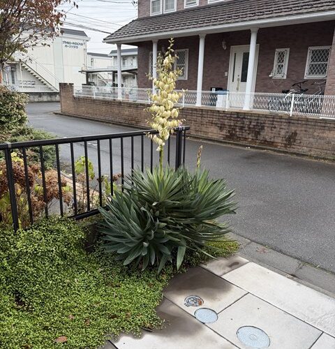 バテトル(;´∀｀)